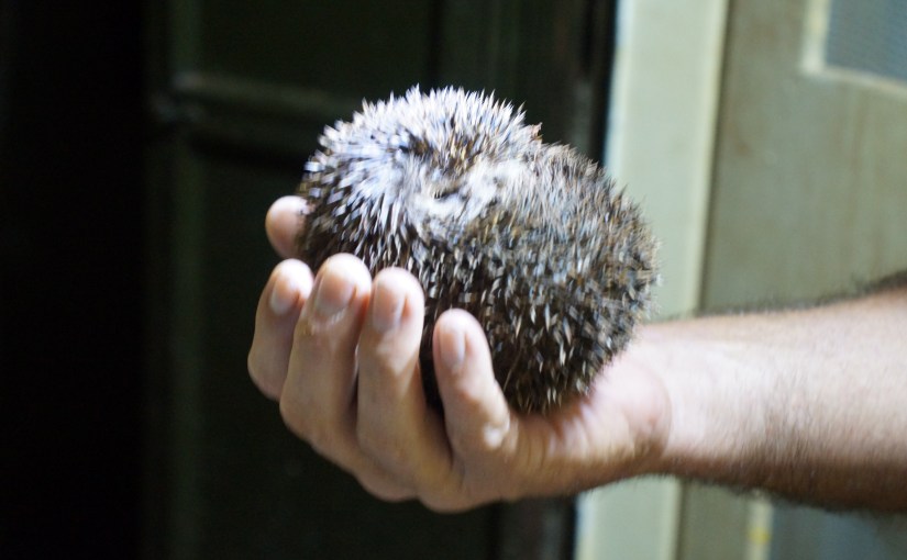 Our Late Night&nbsp;Visitor