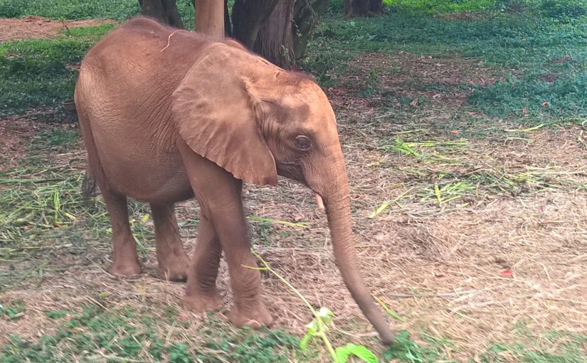 Uganda Wildlife Conservation&nbsp;Center