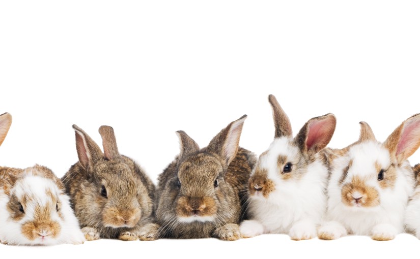 Rabbits Galore!