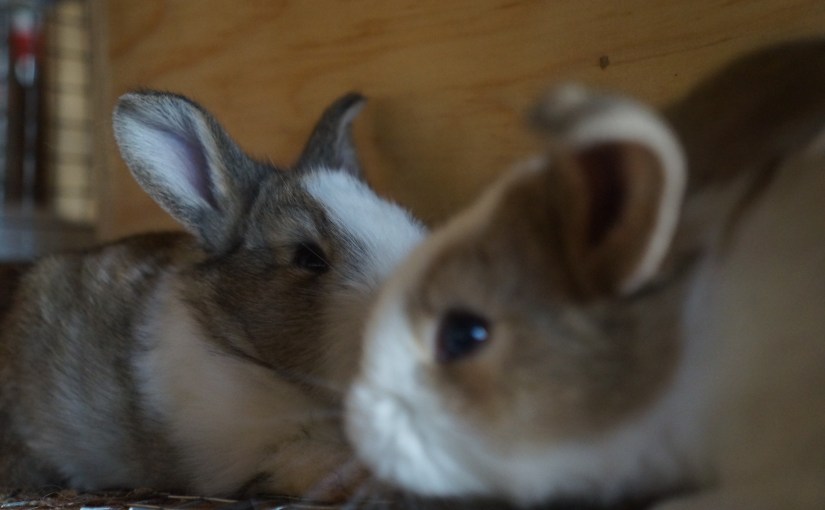 Should we get an&nbsp;ark?