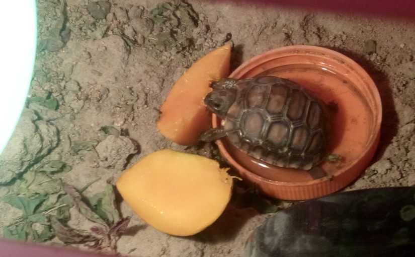 Ted Needs A Bigger&nbsp;Pool!