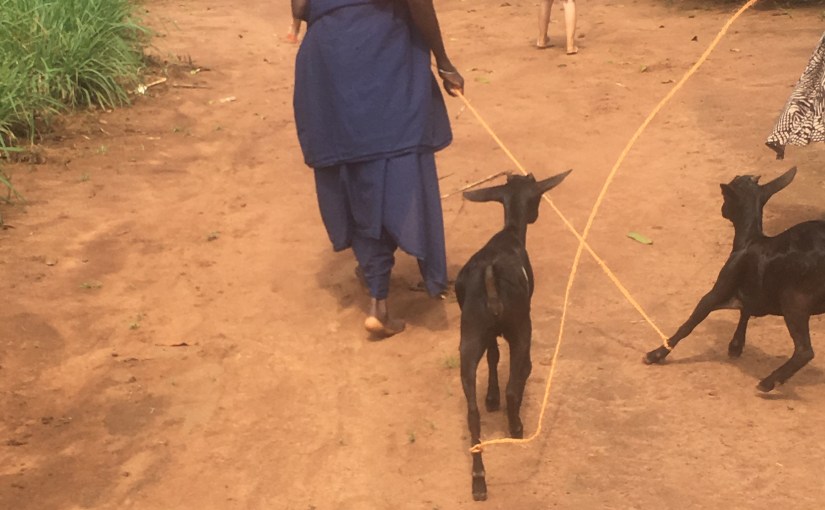 Our Last Two&nbsp;Goats